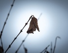ein Zweig mit einem vertrockneten Blatt.